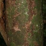 Aniba parviflora Кора