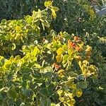 Guaiacum officinale Leaf