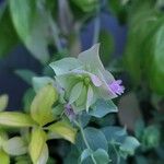 Origanum rotundifolium Flower