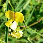 Lathyrus annuus 花