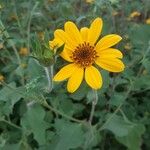 Tithonia tubaeformis Blüte