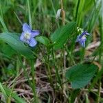 Viola elatior Leaf