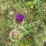 Cirsium morisianumFlower