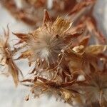 Potentilla caulescens Fruit