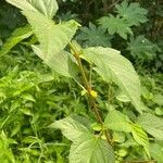 Corchorus aestuans Leaf