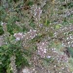 Nepeta argolica Bory & Chaub.Flower