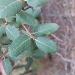 Quercus rotundifolia Leaf