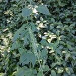 Mesosphaerum pectinatum Λουλούδι