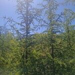 Larix deciduaموطن