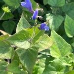 Salvia cacaliifolia Hoja