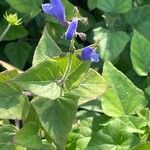 Salvia cacaliifolia Ліст