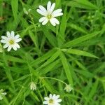 Stellaria palustrisBlomma