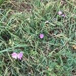 Malva alcea Habit