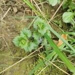 Glechoma hederacea Leaf