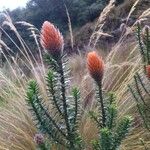 Chuquiraga jussieui Maua