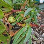 Carpobrotus chilensis Hoja