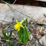 Narcissus minor Flower