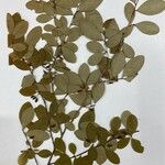 Erythroxylum suberosum Folla