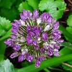 Allium nigrum Kvet