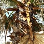 Washingtonia robusta পাতা