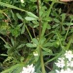 Galium saxatile Foglia