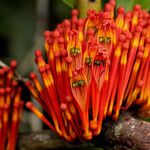 Phragmanthera crassicaulis Flor
