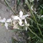 Matthiola fruticulosa Flower
