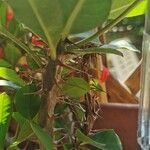 Euphorbia milii Ŝelo