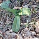 Anacamptis fragrans Folio