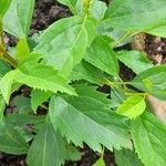 Forsythia suspensa Leaf