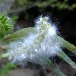 Salix pedicellata Other