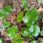 Galax urceolata Leaf