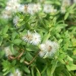 Galium eriocarpum Fruit