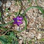 Romulea requienii Floro