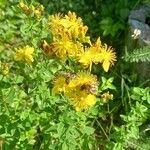 Hypericum maculatumFlors