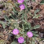 Allionia incarnata Flower