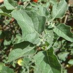 Solanum villosum Leaf