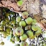 Ficus hispida Fruit