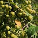 Malus prunifolia Fruit