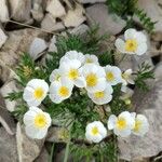 Ranunculus seguieri Fleur