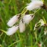 Eriophorum latifolium Žiedas