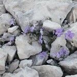 Viola cenisia Цветок