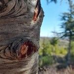 Pinus halepensis Bark