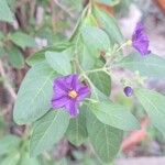 Solanum laciniatumFlor