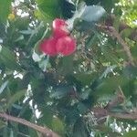 Syzygium samarangense മറ്റ്