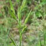 Bromus lanceolatus 花