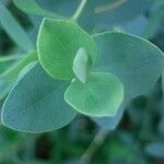Eucalyptus parvula Hoja