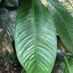 Garcinia mangostana Blad