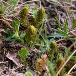 Selaginella selaginoides Hábitos