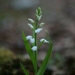 Cephalanthera longifolia 叶